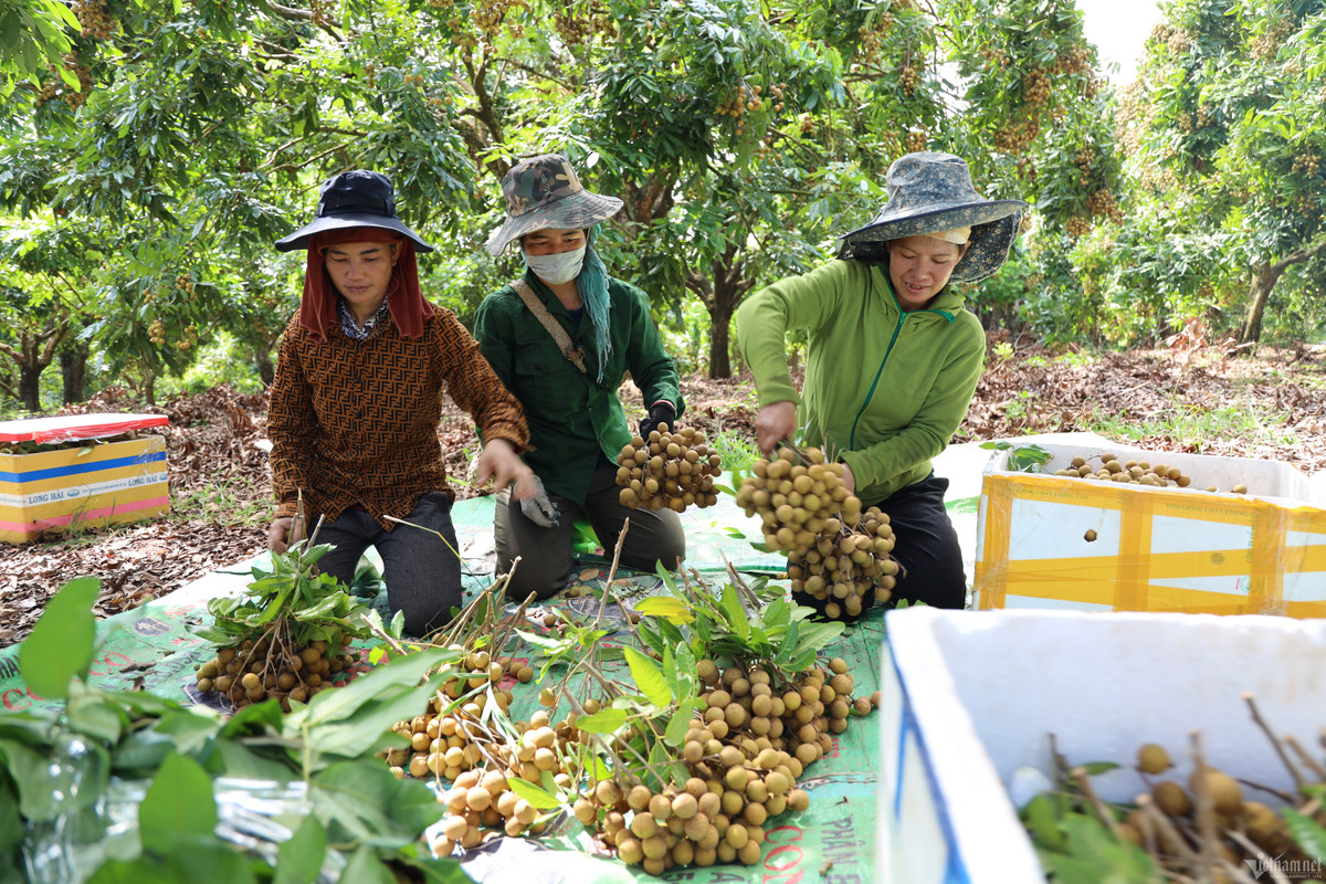 Giá rẻ bất ngờ, thị trường nhãn tươi lại ảm đạm hiếm thấy - Hình 2 Gia re bat ngo, thi truong nhan tuoi lai am dam hiem thay-Hinh-2