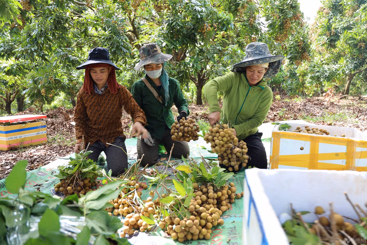 Gia re bat ngo, thi truong nhan tuoi lai am dam hiem thay-Hinh-2