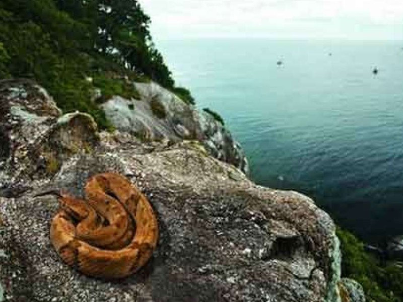 Nằm ngoài khơi bờ biển Brazil, Đảo Rắn với tên gọi cũ Ilha da Queimada Grande đã bị chính quyền cấm bất kỳ ai đến thăm. Hòn đảo có rất nhiều loài rắn hổ lục, một trong những loài nguy hiểm nhất thế giới.