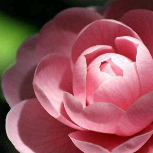 Cha hoac me co ngay sinh nay, gia dinh hanh phuc, con chau phu quy-Hinh-2