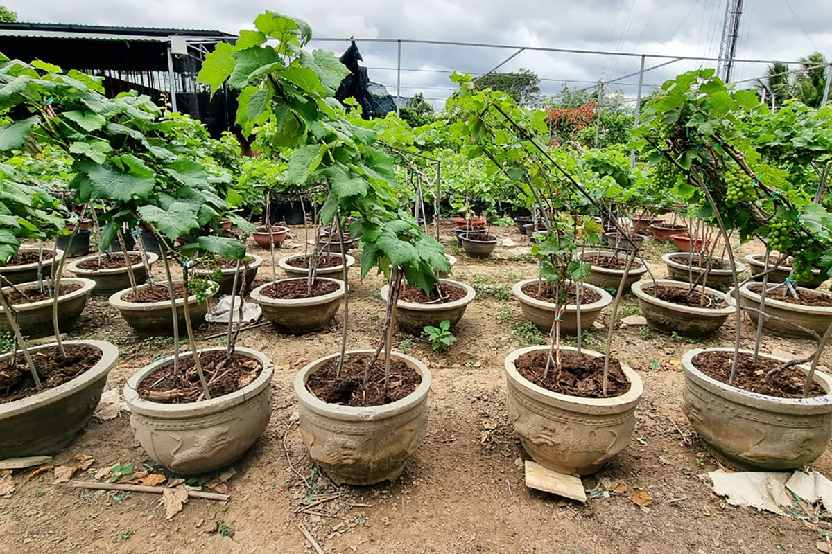 Vuon nho o Ninh Thuan tao dang bonsai doc la ban tien trieu-Hinh-3