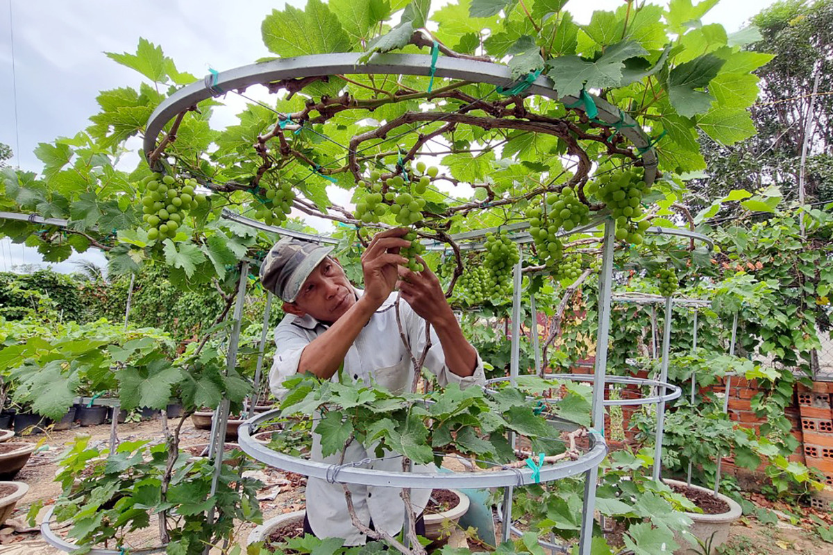 Vuon nho o Ninh Thuan tao dang bonsai doc la ban tien trieu