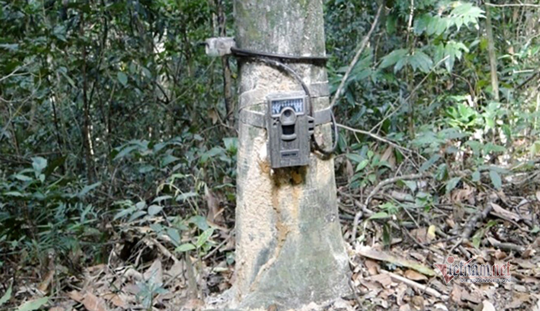 Chuyen ve buc anh duy nhat chup ca the ho rung o Viet Nam