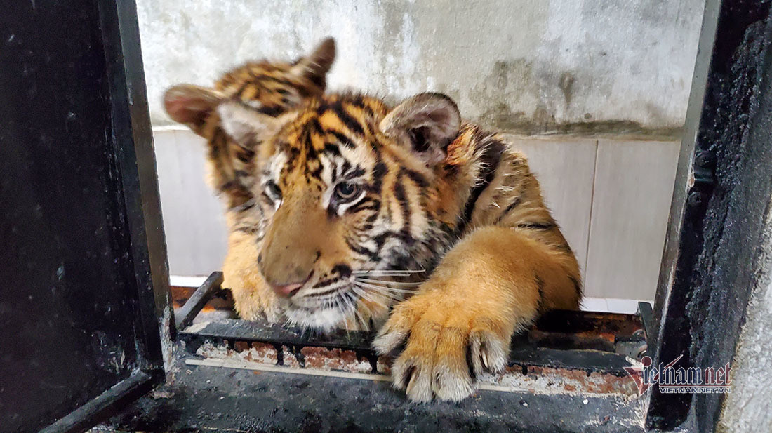 Chuyen ve buc anh duy nhat chup ca the ho rung o Viet Nam-Hinh-9