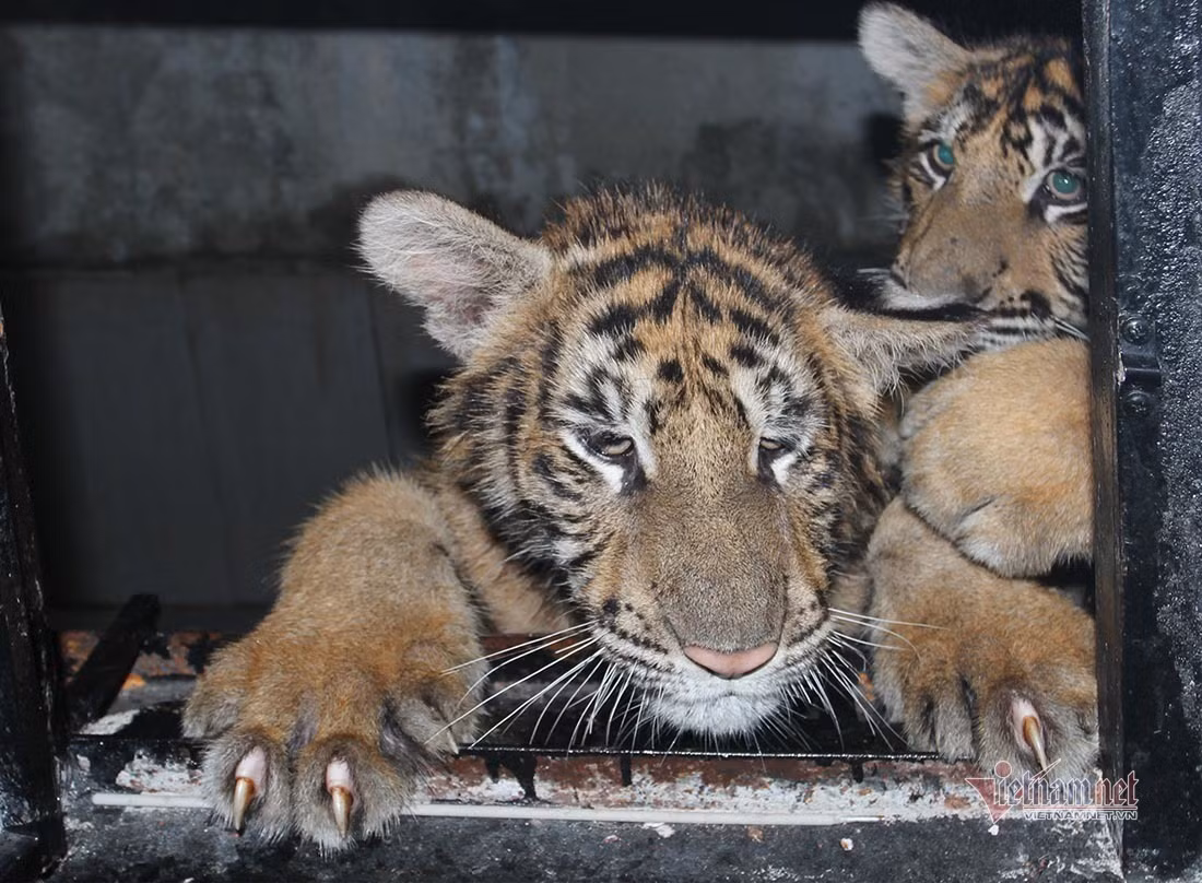 Chuyen ve buc anh duy nhat chup ca the ho rung o Viet Nam-Hinh-13