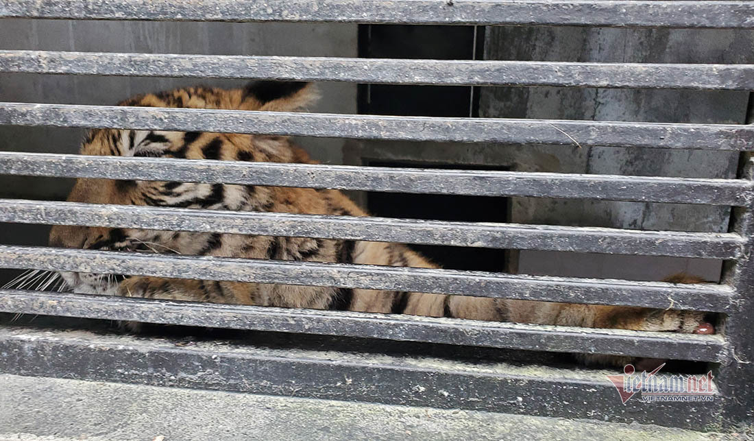 Chuyen ve buc anh duy nhat chup ca the ho rung o Viet Nam-Hinh-15