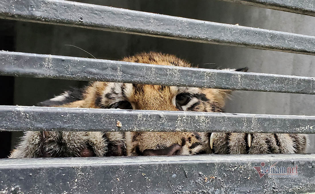 Chuyen ve buc anh duy nhat chup ca the ho rung o Viet Nam-Hinh-10