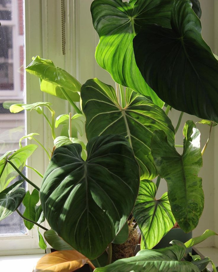 Hoặc trong nhà trồng cây gì cũng xanh tốt, ra hoa kết trái... thì chứng tỏ mảnh đất đó hoàn toàn hợp với tuổi và mệnh với chủ nhà có nguồn sinh khí tốt. Khi bạn được sống trong ngôi nhà như vậy, thì bạn càng ở bạn sẽ càng có lộc, cuộc sống trở nên thuận lợi dễ dàng giàu có.