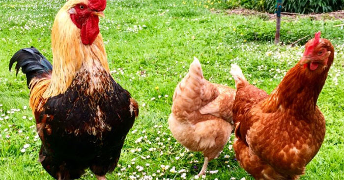 Trong nha xuat hien 4 dau hieu nay diem bao may man ca nam-Hinh-7