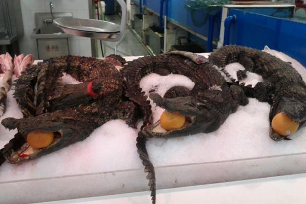 á sấu nguyên con, một con ăn cả làng.