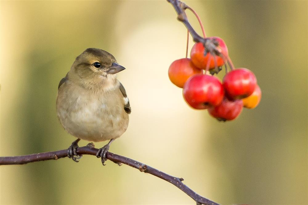 Nguoi sinh vao thang Am lich nay, hon nhan nhu y