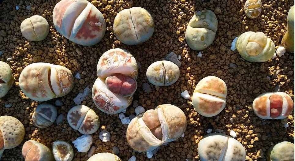 Những thực vật quái dị có thật đáng sợ như phim kinh dị - Hình 6 Nhung thuc vat quai di co that dang so nhu phim kinh di-Hinh-6