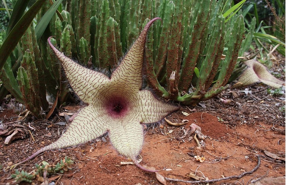 Nhung thuc vat quai di co that dang so nhu phim kinh di-Hinh-5