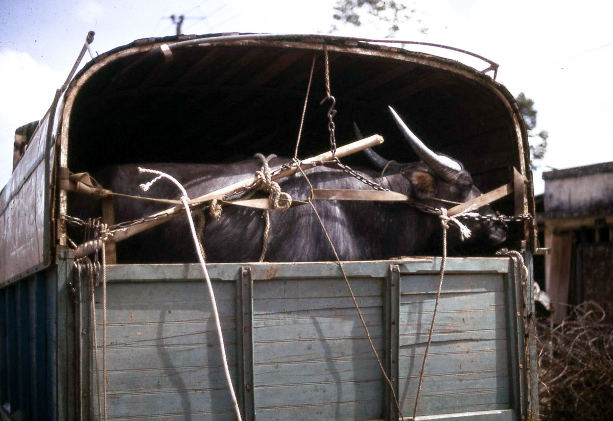 Mọt chiếc xe tải chở trâu.