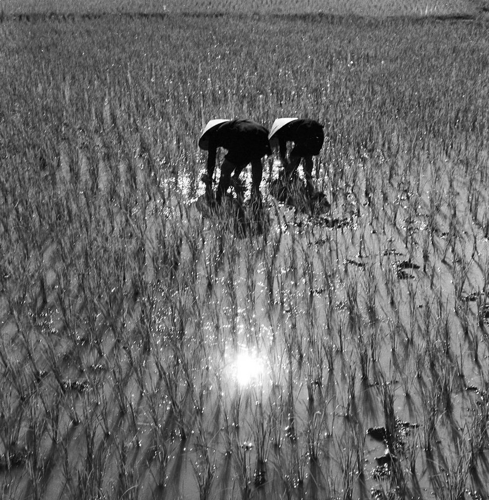 Người nông dân làm đồng buổi ban trưa.