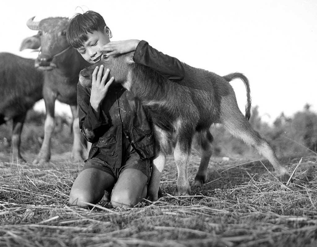 Cậu bé và chú nghé cưng.