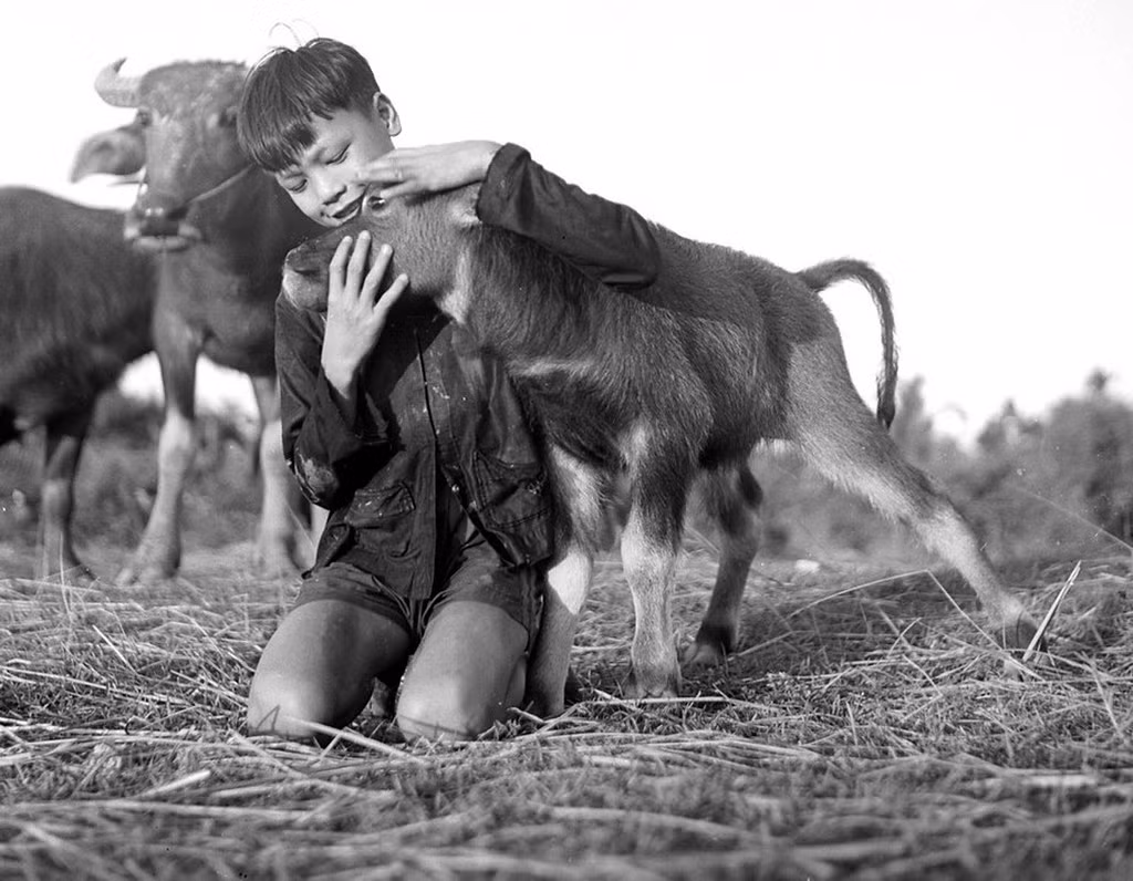 Cậu bé và chú nghé cưng.