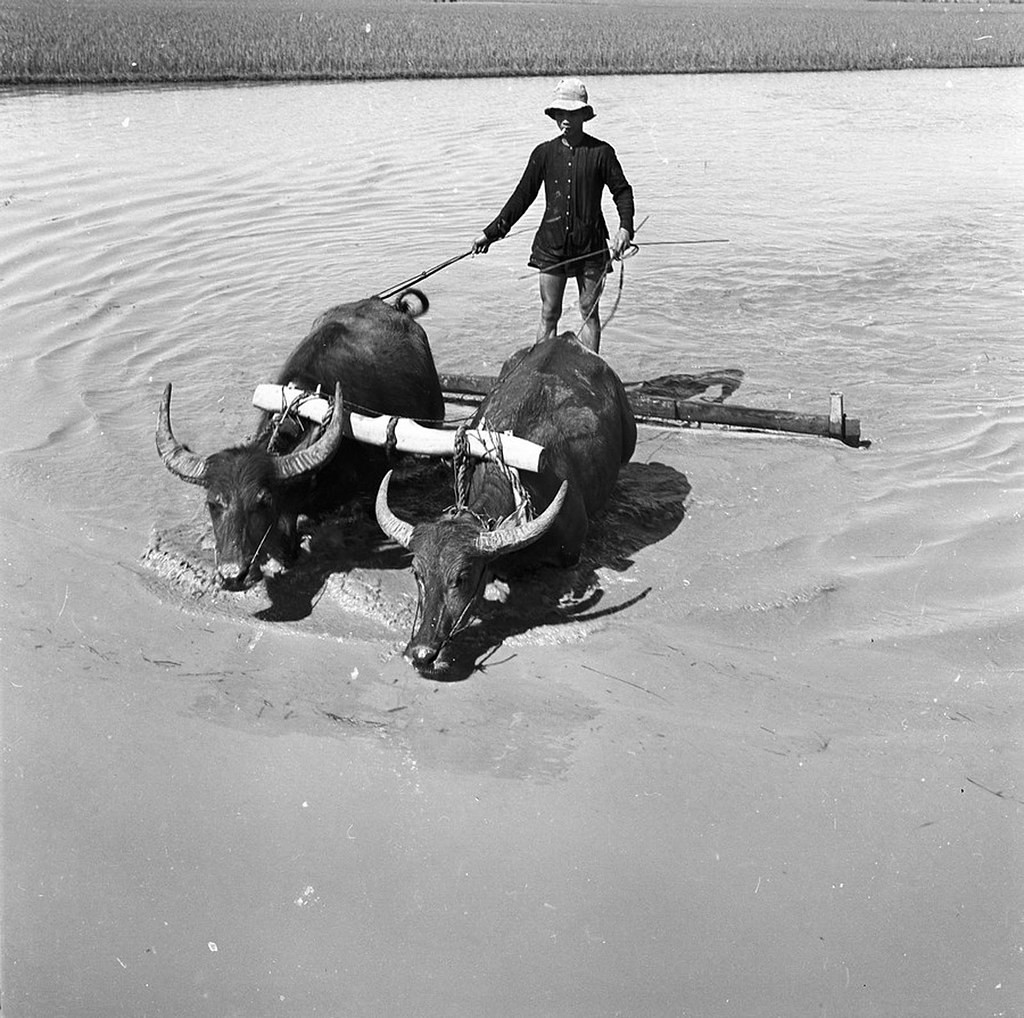 Cày ruộng bằng trâu.