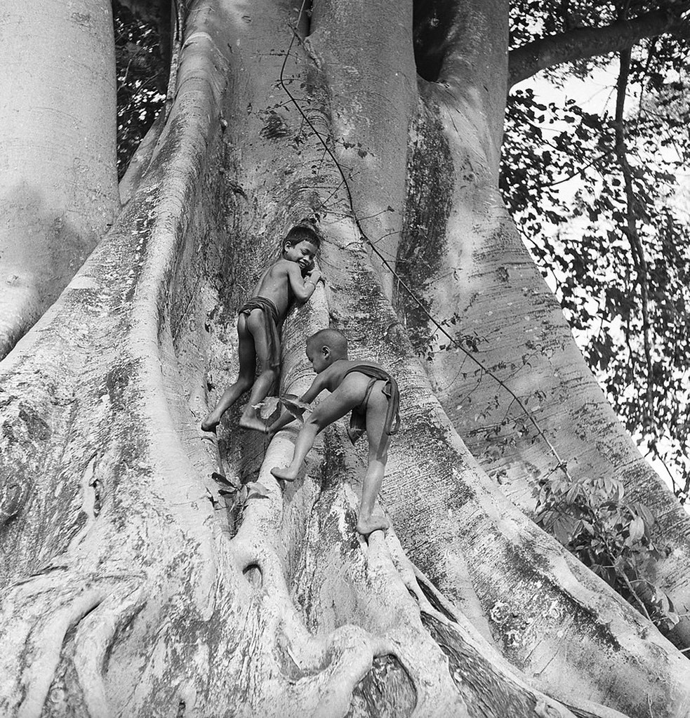 Hai em bé chơi đùa trên gốc cây cổ thụ.