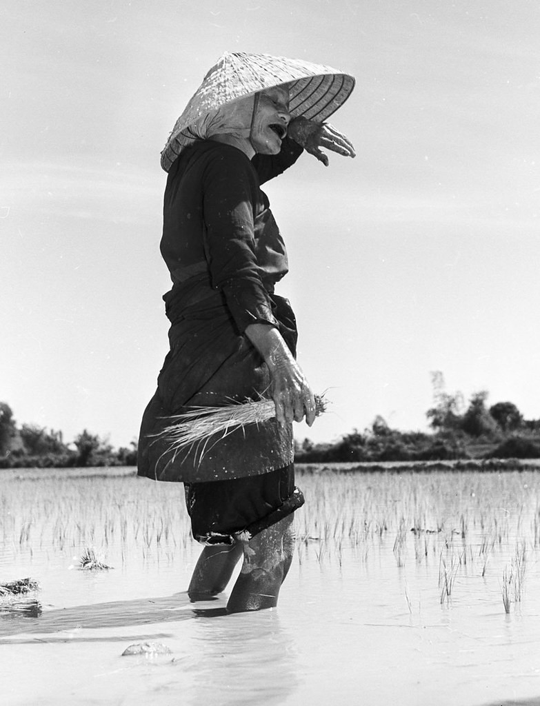 Bà cụ nông dân gạt mồ hôi khi làm ruộng.