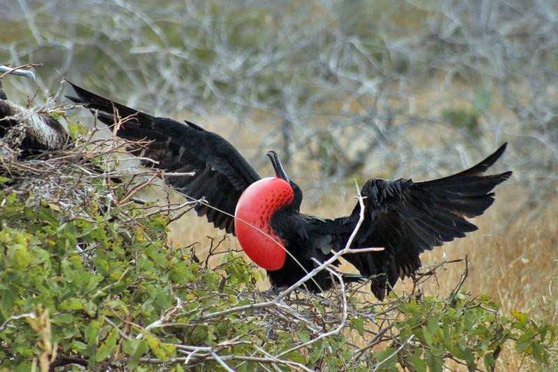 Chim Frigatebird: Nếu bạn thấy một con chim màu đen với túi da đỏ ở ngực, đó chính là Frigatebird. Nếu chiếc túi này phồng lên, đó là con đực đang đi tìm bạn đời. Tuy nhiên, không như các loài chim biển khác, Frigatebird có thể bị chìm nếu dính nước bởi lông của chúng không có dầu. Chúng có thể kiếm ăn trên biển, nhưng chỉ nhúng mỏ xuống nước. Loài chim này chủ yếu dựa vào kỹ năng bay để cướp mồi của những con vật khác. Ảnh: Cultural Travel.