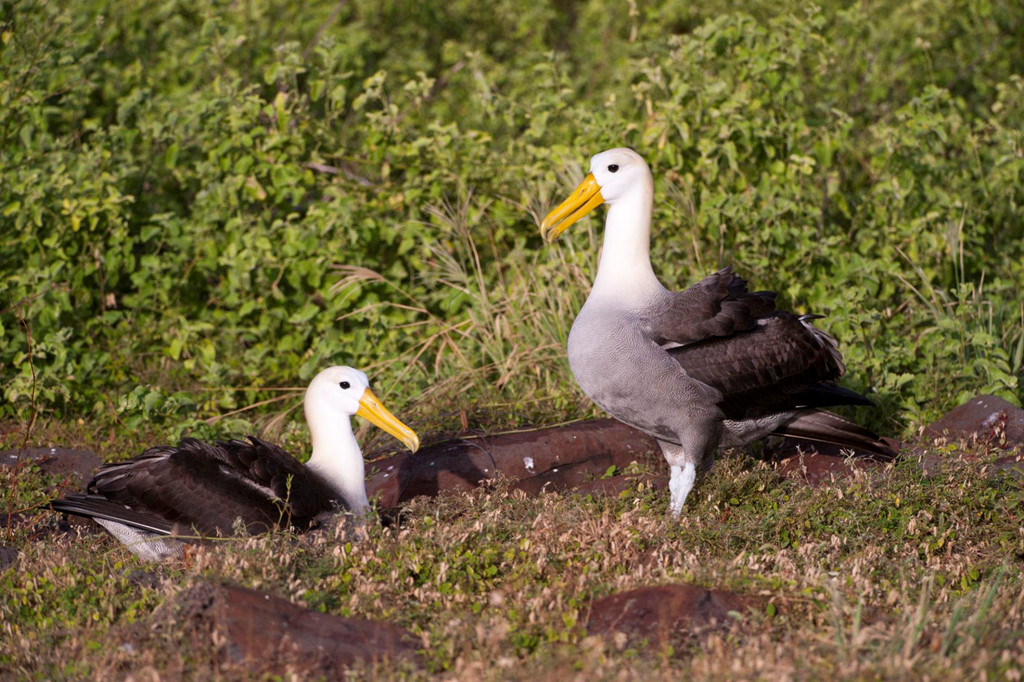 Hải âu Waved: Loài hải âu này chỉ sinh sản trên một hòn đảo duy nhất thuộc quần đảo Galapagos - đảo Espanola. Năm 2001, toàn thế giới chỉ còn khoảng 35.000 cá thể trưởng thành. Chúng kết đôi cả đời và cùng chăm sóc chim con. Nghiên cứu gần đây cho thấy, do tình trạng đánh bắt vô tình và cố ý, lượng chim cái đang nhiều hơn chim đực. Ảnh: Joel Sartore.