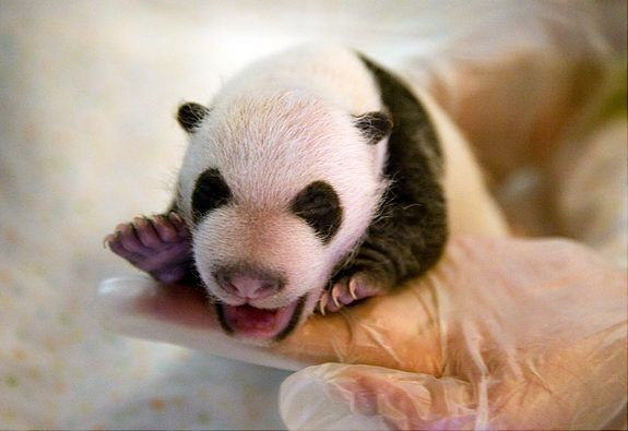 Chet me cap gau truc song sinh nang nhat the gioi vua ra doi