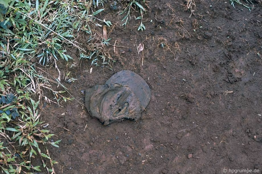 Một chiếc mũ lưỡi trai cũ nát, trông khá giống với loại mũ lính Mỹ dùng thời chiến tranh Việt Nam.