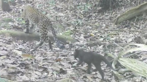 Ky la huyen thoai bao den hop tac bao dom di san moi