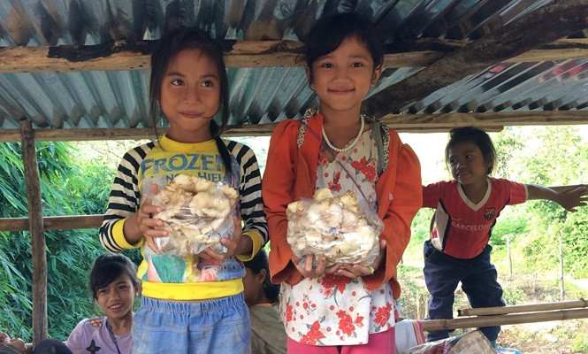 Nấm sò do chính các em nhỏ tìm trong rừng