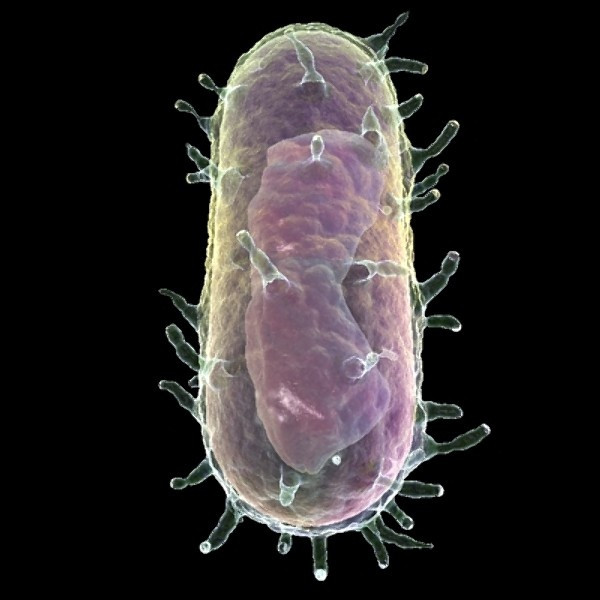 Trong các thí nghiệm này, nhiều người đã bị chích mầm bệnh dịch hạch vào cơ thể với liều lượng tăng dần mà không có sự hỗ trợ về y tế; khiến cơ thể bị tàn phá dần mòn, dẫn đến những cái chết đau đớn.