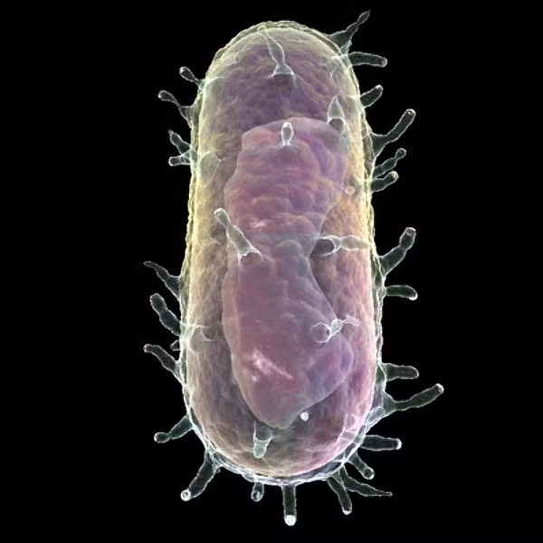 Trong các thí nghiệm này, nhiều người đã bị chích mầm bệnh dịch hạch vào cơ thể với liều lượng tăng dần mà không có sự hỗ trợ về y tế; khiến cơ thể bị tàn phá dần mòn, dẫn đến những cái chết đau đớn.