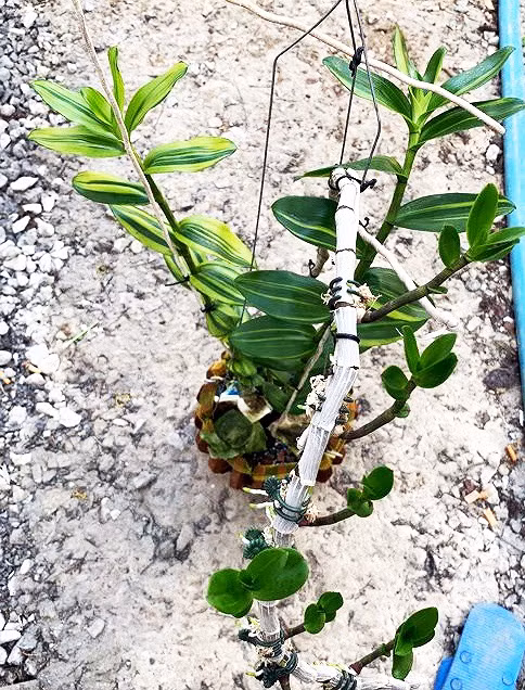 Ly ky chau lan Gia hac dot bien o Lam Dong mua 1 trieu ban 5 ty dong-Hinh-2