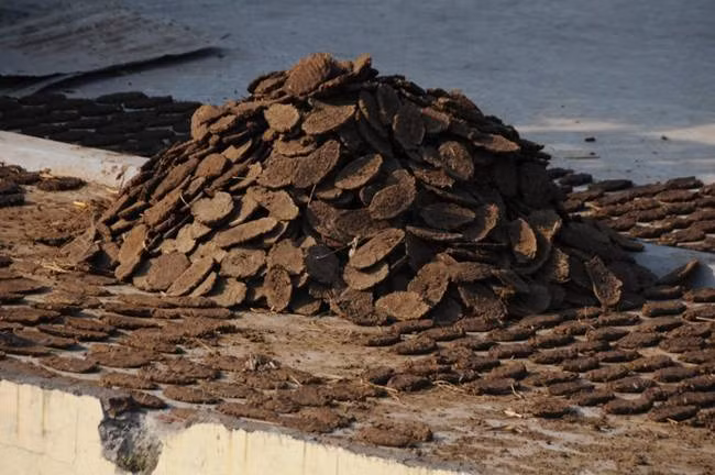 Sau 3 ngày, bánh phân bò sẽ khô. Nhiều người còn nói rằng khi đốt bánh phân bò gợi nhớ đến tuổi thơ của họ.