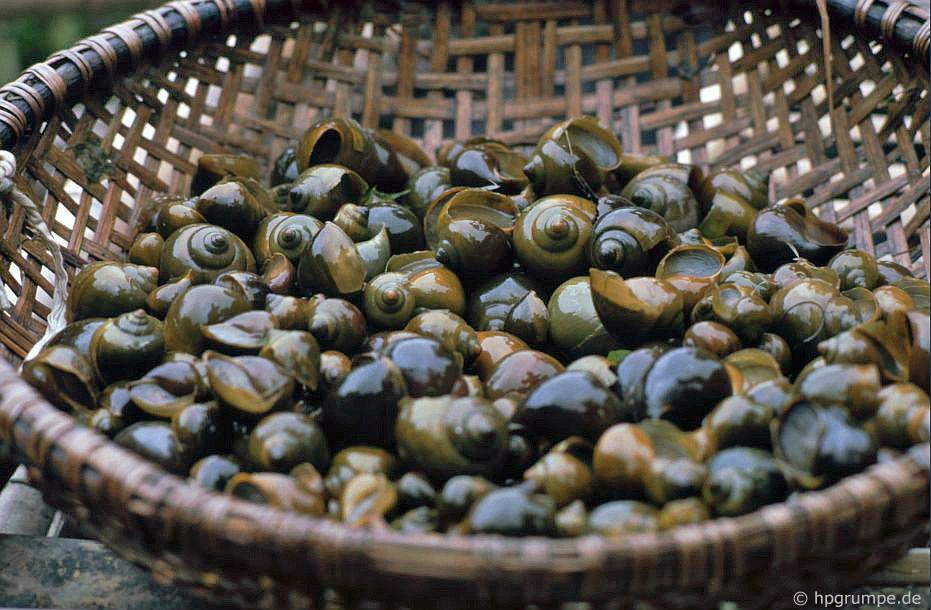 Ốc mới đánh bắt được bán ngay trên thuyền.