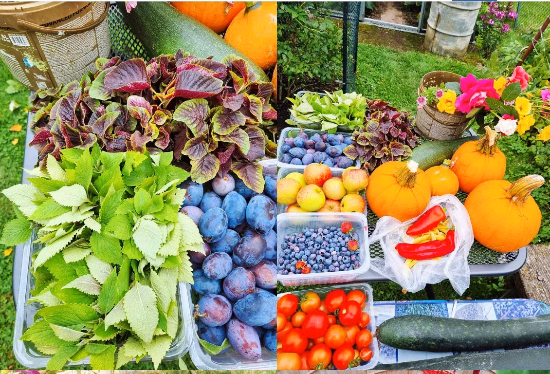 Hang xom ngot loi khen vuon cay triu qua cua me Viet o Czech-Hinh-2