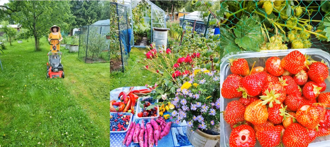 Hang xom ngot loi khen vuon cay triu qua cua me Viet o Czech