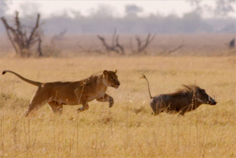 Clip: “Lạng lách đánh võng” lợn bướu thoát chết ngoạn mục trước sư tử Clip: “Lang lach danh vong” lon buou thoat chet ngoan muc truoc su tu