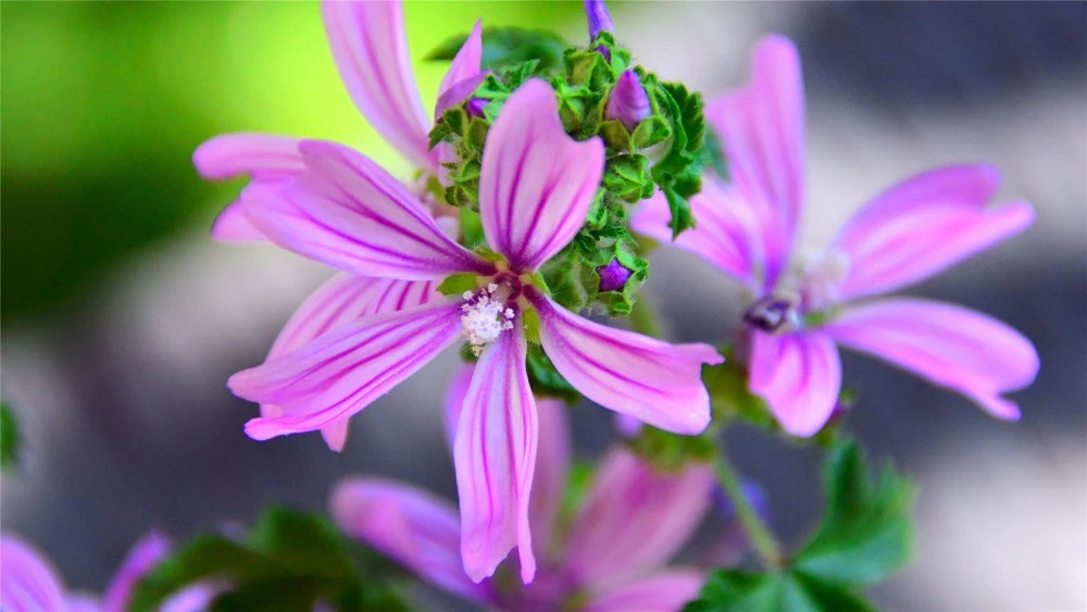 Người sinh vào 5 ngày Âm lịch này, tháo vát, hồng phúc vô lượng Nguoi sinh vao 5 ngay Am lich nay, thao vat, hong phuc vo luong