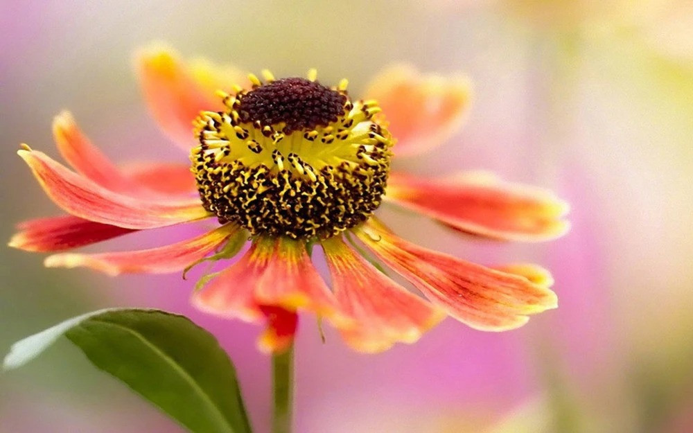 Người sinh vào 5 ngày Âm lịch này, tháo vát, hồng phúc vô lượng - Hình 2 Nguoi sinh vao 5 ngay Am lich nay, thao vat, hong phuc vo luong-Hinh-2