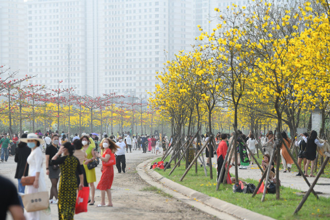 Con đường hoa phong linh thuộc Khu độ thị Park City vẫn chưa được đưa vào hoạt động chính thức, hoa chỉ có một mùa nên chủ đầu tư chưa ấn định thời gian mở lại.