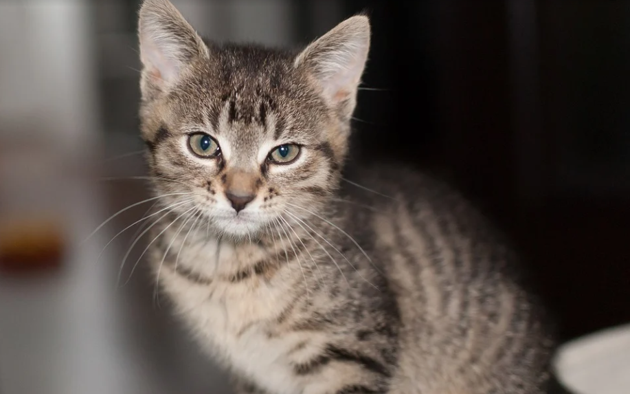 Đầu tháng 2 Âm, 3 con giáp mở mắt đã có tiền, hưởng đủ phú quý - Hình 2 Dau thang 2 Am, 3 con giap mo mat da co tien, huong du phu quy-Hinh-2