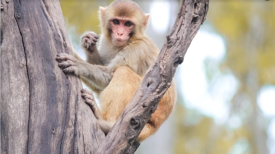 Đầu tháng 2 Âm, 3 con giáp mở mắt đã có tiền, hưởng đủ phú quý Dau thang 2 Am, 3 con giap mo mat da co tien, huong du phu quy