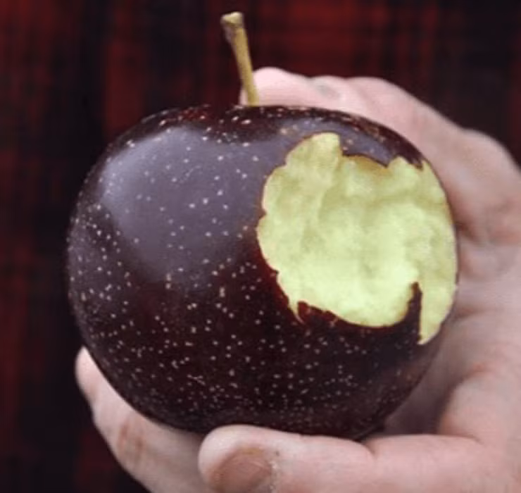 Bên cạnh việc sản xuất hạn chế, chi phí phân phối cao đã đưa táo kim cương đen vào phân khúc cao cấp của thị trường.