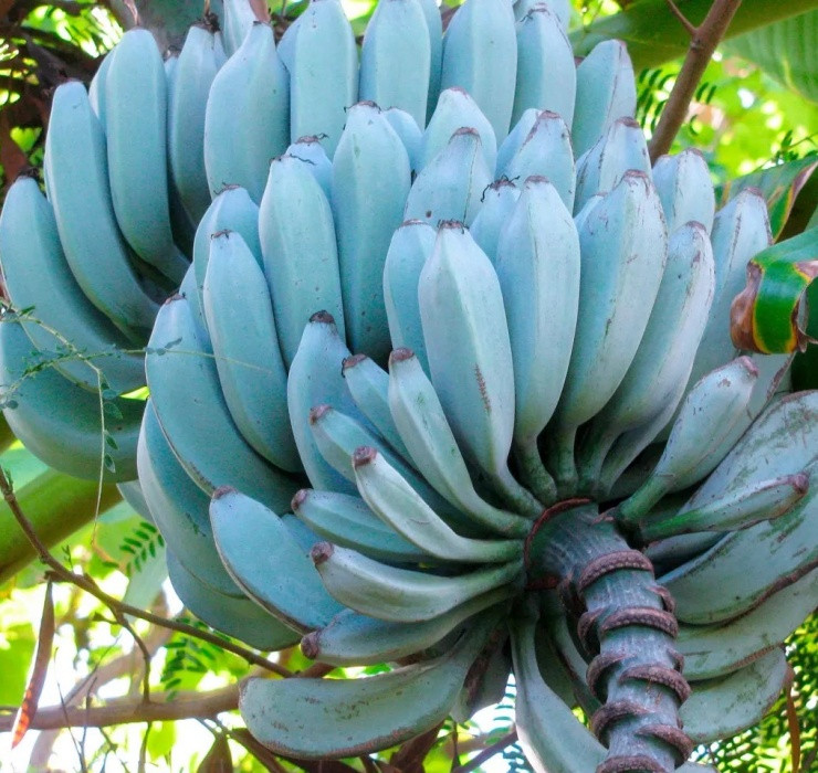 Chuối xanh lam được bán với mức giá 30 - 97 USD (tương đương khoảng 720.000 - 2.300.000 đồng) cho mỗi nải, cao hơn rất nhiều so với “người anh em” cùng họ.