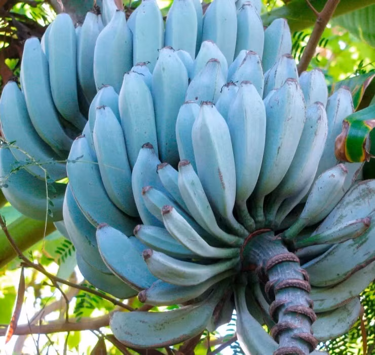 Chuối xanh lam được bán với mức giá 30 - 97 USD (tương đương khoảng 720.000 - 2.300.000 đồng) cho mỗi nải, cao hơn rất nhiều so với “người anh em” cùng họ.