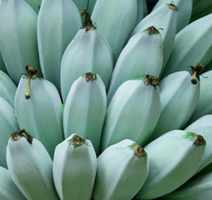 Không chỉ có màu xanh lam độc đáo, giống chuối đến từ đảo Hawaii và một số vùng ở Australia này đã khiến nhiều người “phát cuồng” khi có vị như… kem vani.