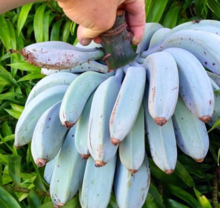 So với những loại chuối ở Việt Nam, phần thịt của chuối xanh lam lại mềm hơn và có vị béo đặc trưng. Cư dân ở đảo Hawaii vẫn thường dùng loại trái cây này để ướp lạnh như kem để thưởng thức trong mùa hè nóng nực.