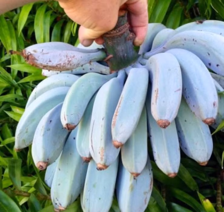 So với những loại chuối ở Việt Nam, phần thịt của chuối xanh lam lại mềm hơn và có vị béo đặc trưng. Cư dân ở đảo Hawaii vẫn thường dùng loại trái cây này để ướp lạnh như kem để thưởng thức trong mùa hè nóng nực.