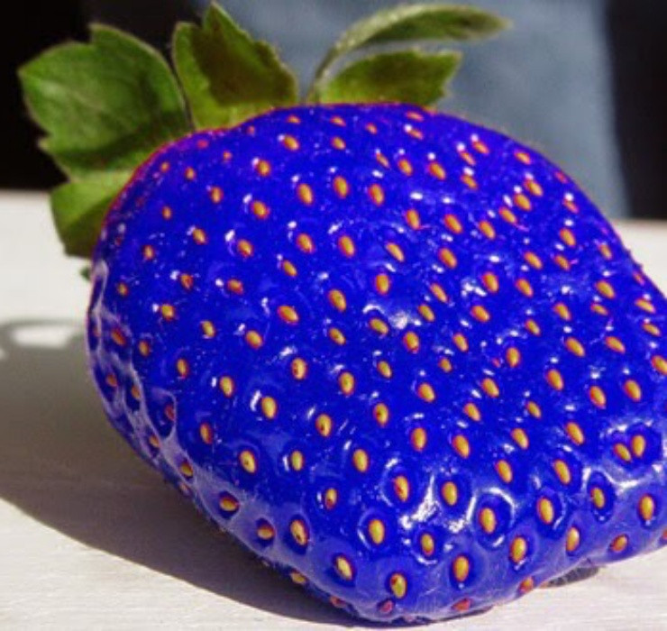 Được biết, dâu tây xanh dương nếu được bảo quản theo đúng quy trình sẽ tươi rất lâu. Chúng được bán với giá khoảng 120 - 150 USD (khoảng 2.900.000 - 3.600.000 đồng)/kg - khá cao do chúng vốn rất hiếm gặp.